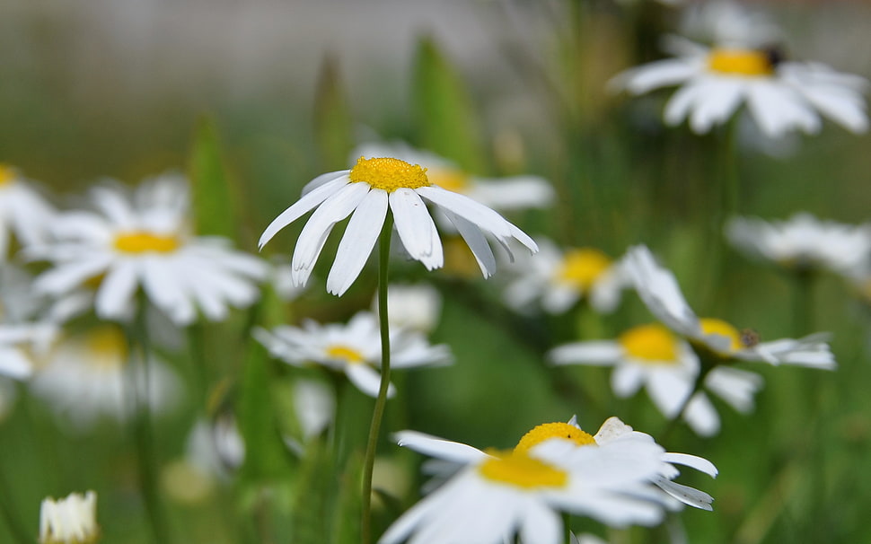 selective photography of Daisy flowers during daytime HD wallpaper