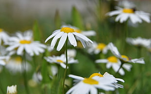 selective photography of Daisy flowers during daytime