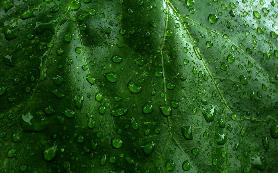 green leaf with water drops HD wallpaper