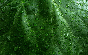 green leaf with water drops