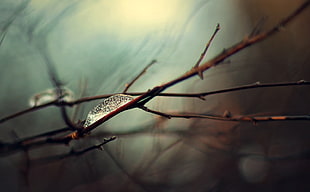 water dew on brown thorny stem HD wallpaper