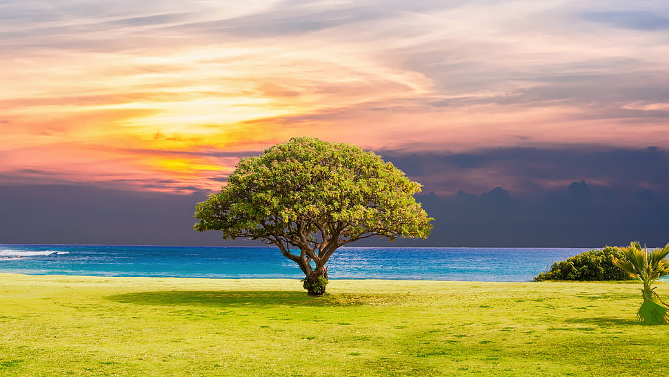 green tree on green grass field HD wallpaper