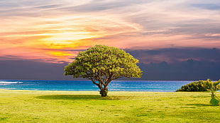 green tree on green grass field