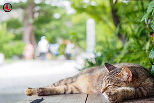 close up photo of a sleeping brown tabby cat, nakijin HD wallpaper