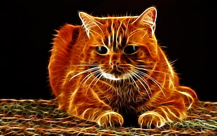 orange cat illustration