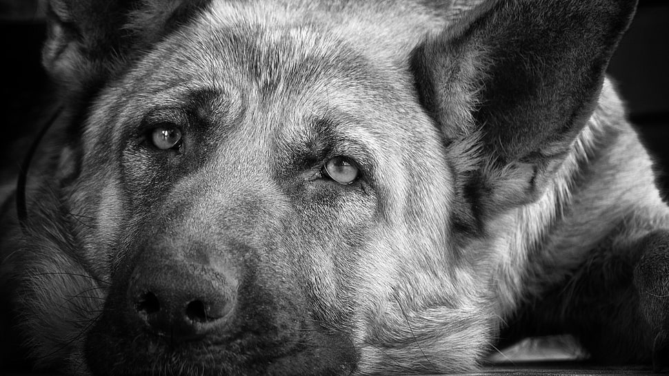Dog,  Muzzle,  Black white,  Sadness HD wallpaper
