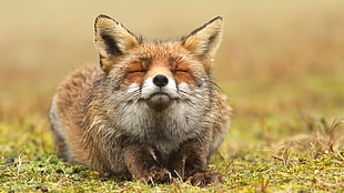 brown fox, fox, animals, closed eyes HD wallpaper