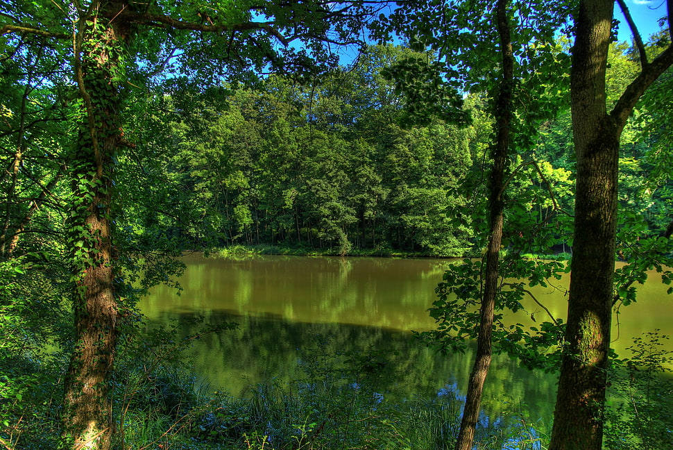 lake by the trees HD wallpaper