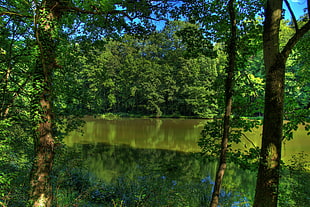 lake by the trees