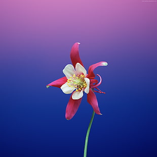 white and pink petaled flower