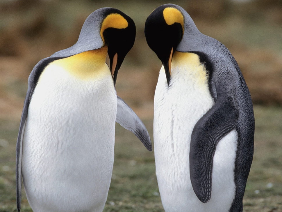 two penguins HD wallpaper