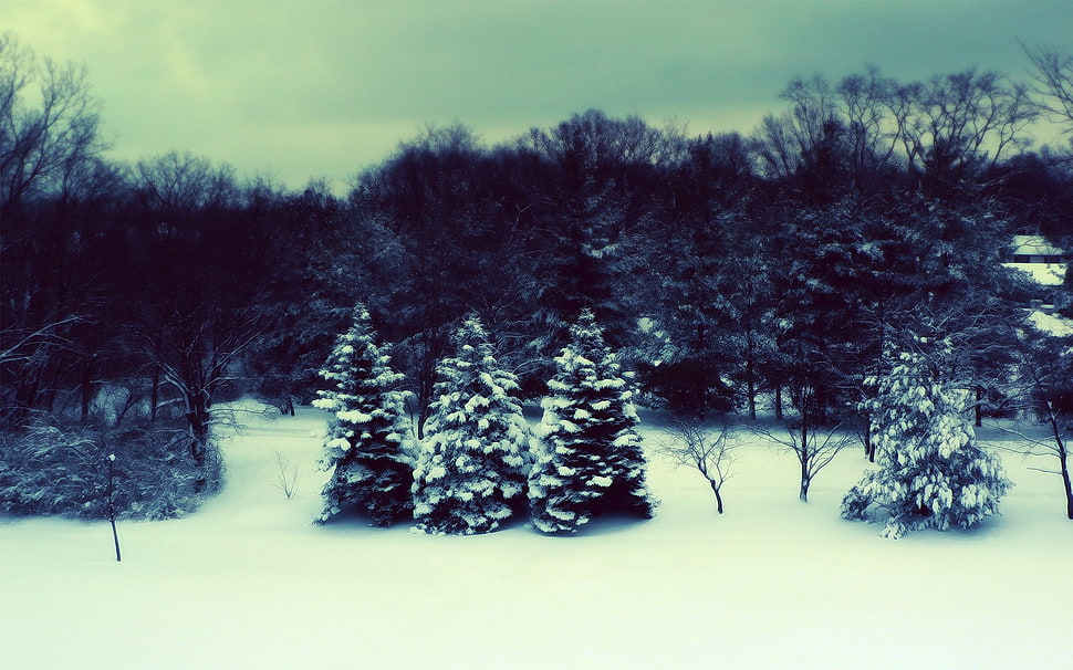snow-covered pine trees, winter, landscape, trees, forest HD wallpaper