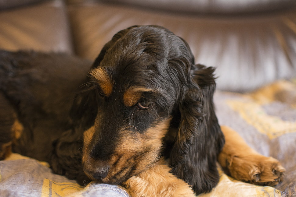 black and tan cocker spaniel puppy HD wallpaper