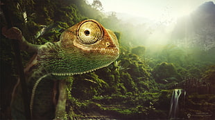 green and brown chameleon, Desktopography, lizards, nature, jungle