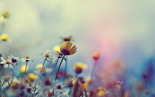 selective focus photography of yellow petaled flower blooming at daytime HD wallpaper