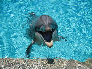 dolphin at the calm body of water