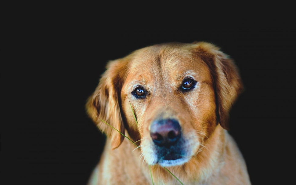 Golden Retriever HD wallpaper