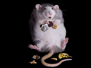 gray mouse eating chocolate and cookie