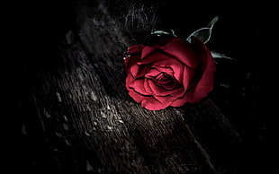 red rose flower on brown wooden surface
