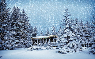 pine trees, winter
