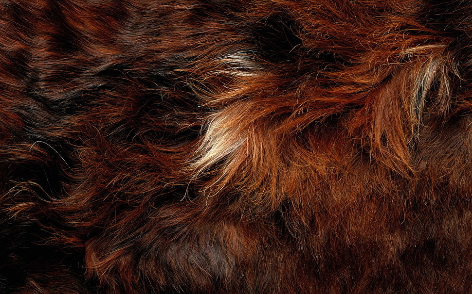 brown animal fur HD wallpaper