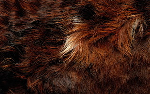brown animal fur HD wallpaper
