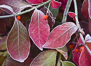 macro photography of purple-leaf plant