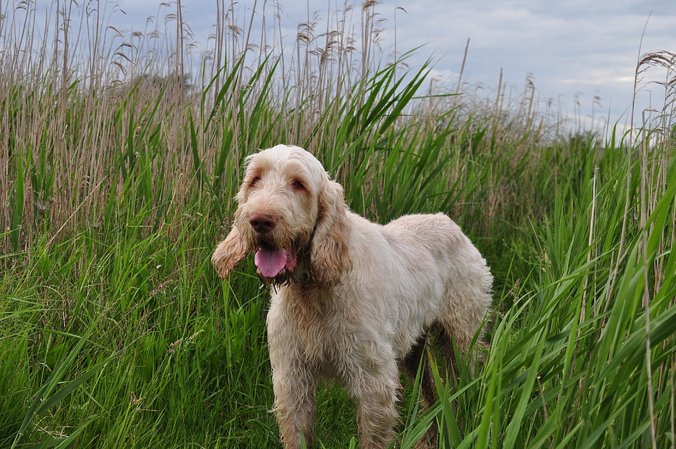 adult fawn Spinone Italiano on grass HD wallpaper