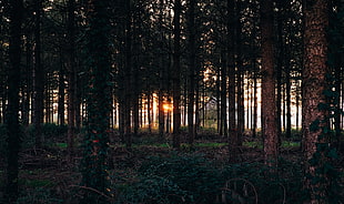 forest during sunset HD wallpaper