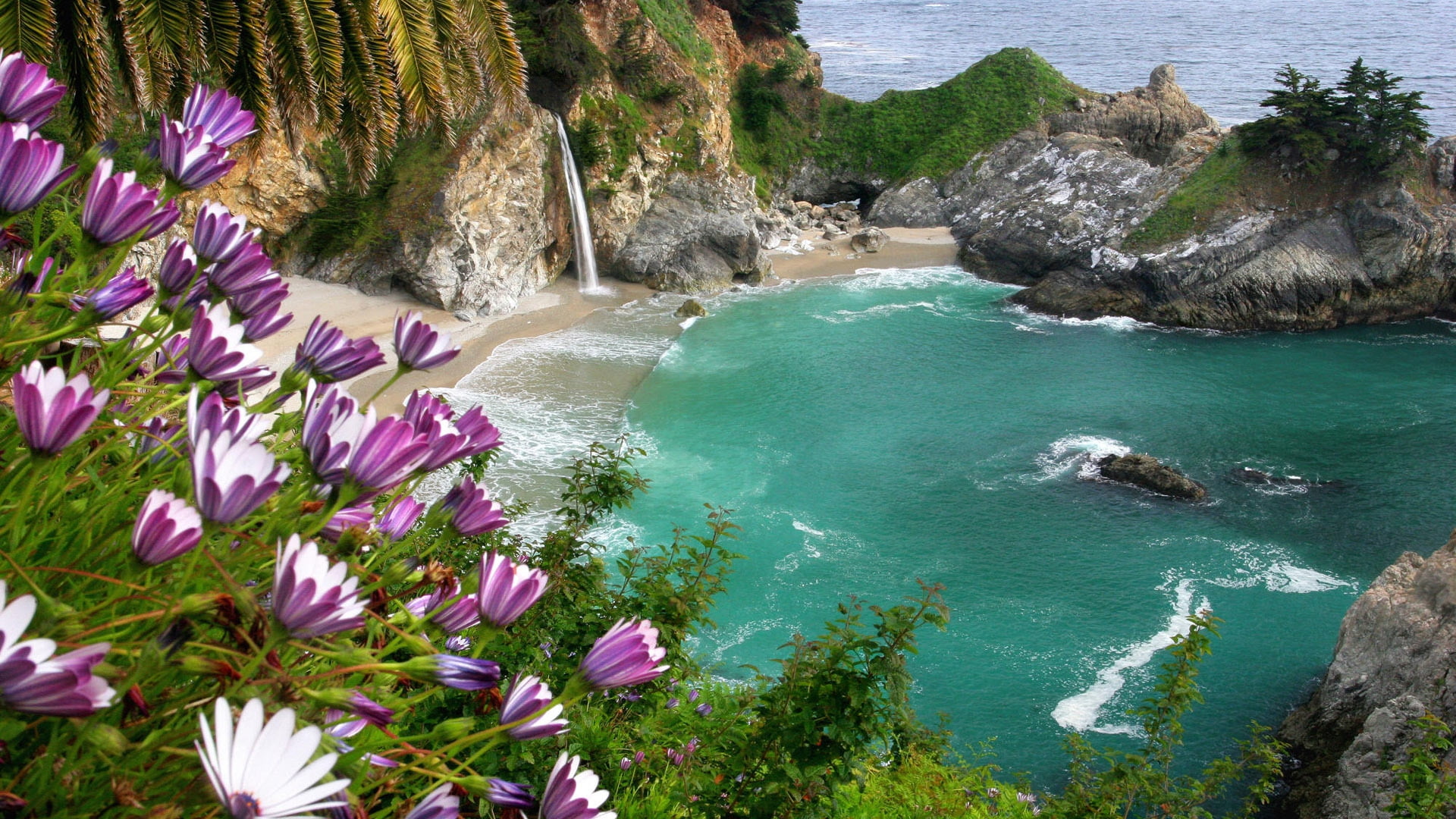 purple petaled flower field beside seashore