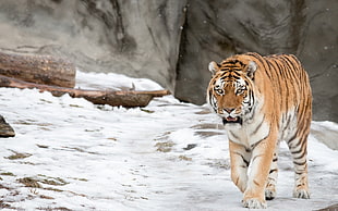 adult tiger, tiger, animals, snow, winter