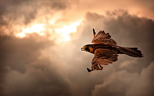 Bird,  Hawk,  Sky,  Clouds HD wallpaper