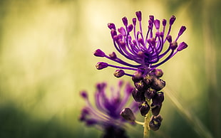 close photo of purple flower HD wallpaper