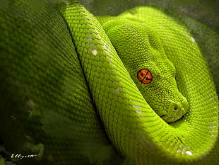 green Viper snake, animals, snake, reptiles, python