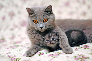 gray cat and kitten lying on the white and pink floral textile