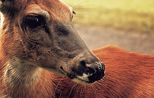 closeup photography of orange and brown deer