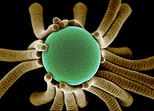 green and brown cells digital illustration, macro, biology  HD wallpaper