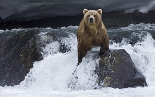 brown bear photo during winter