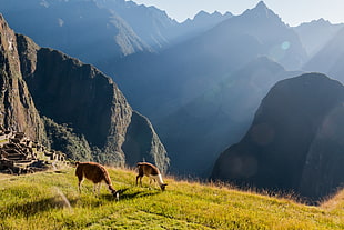 two llama on green grass during daytime, machu picchu HD wallpaper