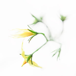 yellow flower photo, tomato HD wallpaper
