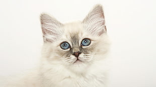 selective focus photography of white kitten