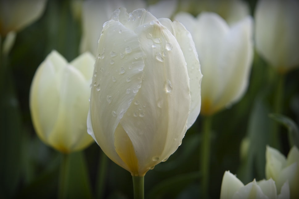 close up photo of yellow tulip HD wallpaper