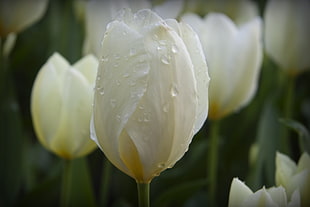 close up photo of yellow tulip