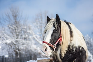 selective focus photography of black and white horse