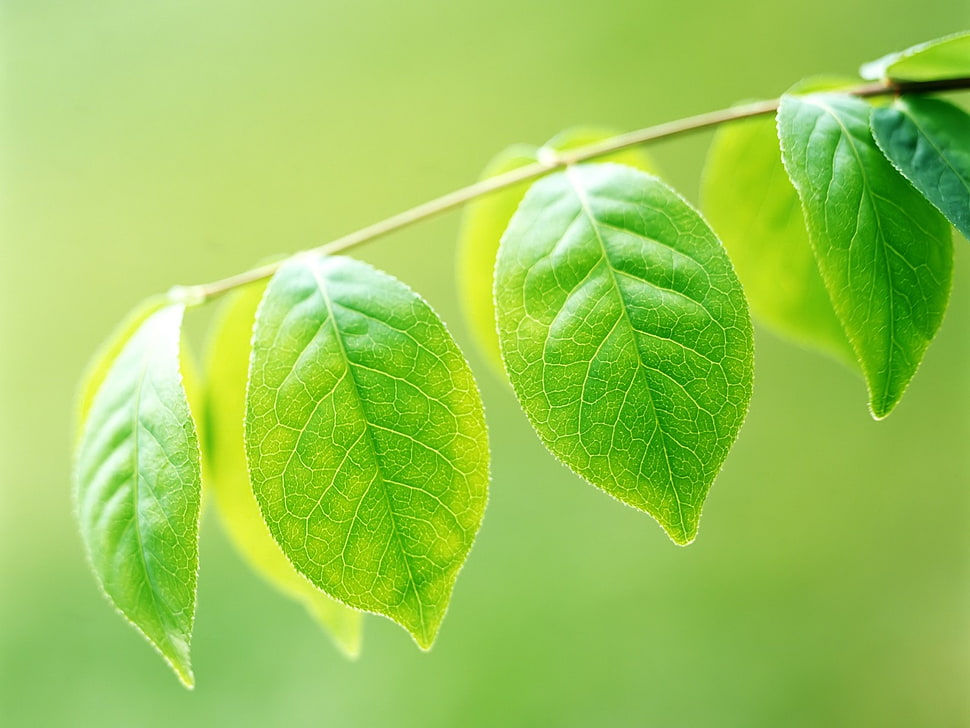 close-up photo of green leaves HD wallpaper