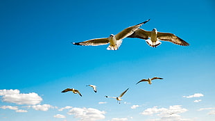six flying gulls, animals, birds