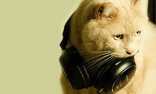 cat wearing wireless headphones