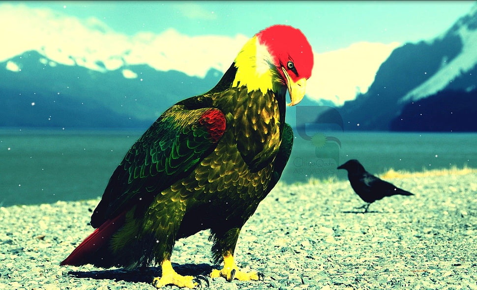 black and red fish painting, Kurds, eagle HD wallpaper