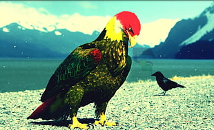 black and red fish painting, Kurds, eagle