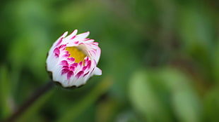 shallow focus photography of pink and white flower